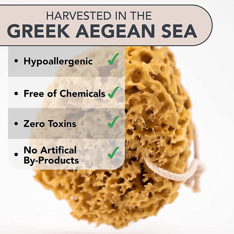 Natural honeycomb sea sponge For the body