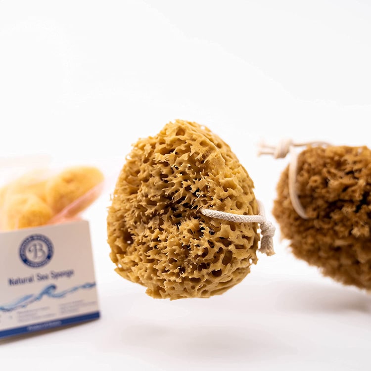 Natural honeycomb sea sponge For the body