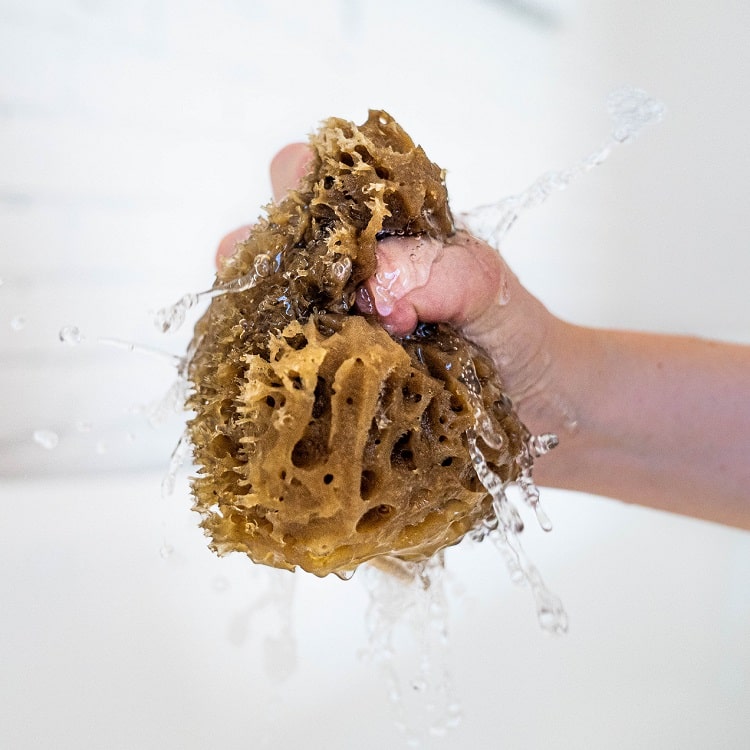 Natural wool sea sponge For the body