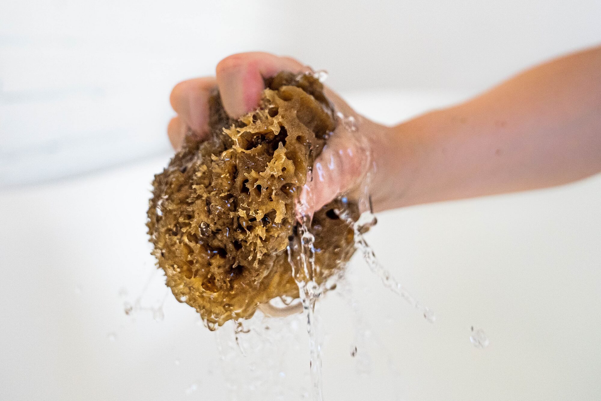 How to clean and care for your sea sponge