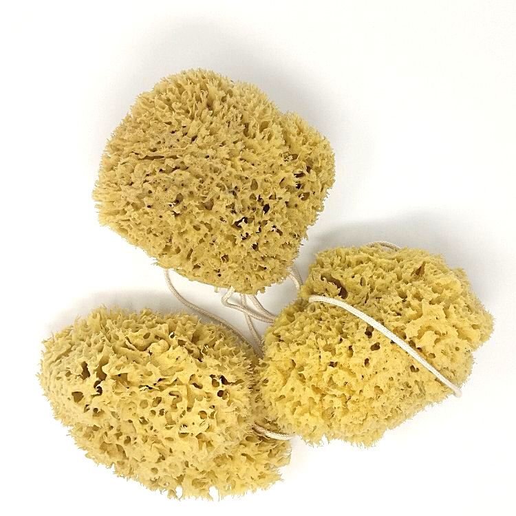 Honeycomb sea sponge value 3pk For the body