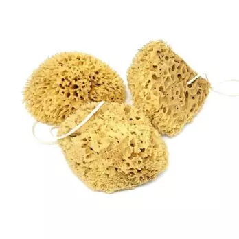Honeycomb sea sponge value pack For the body