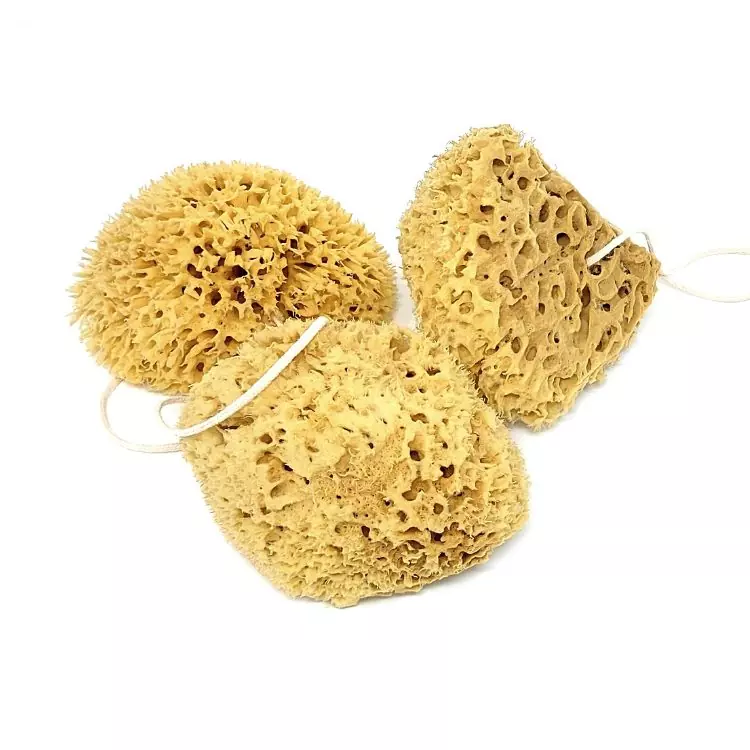 Honeycomb sea sponge value pack For the body Honeycomb sea sponge value pack For the body
