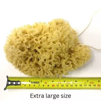 Honeycomb sea sponge value pack For the body