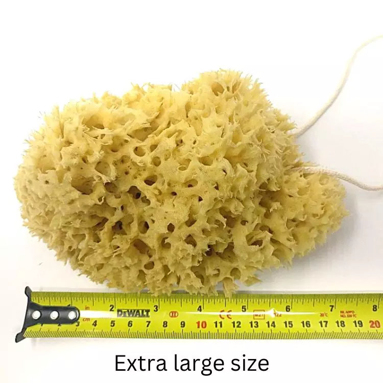 Honeycomb sea sponge value pack For the body Honeycomb sea sponge value pack For the body