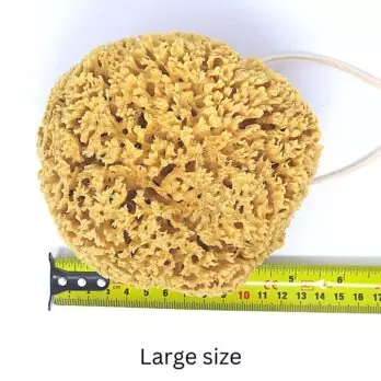 Honeycomb sea sponge value pack For the body