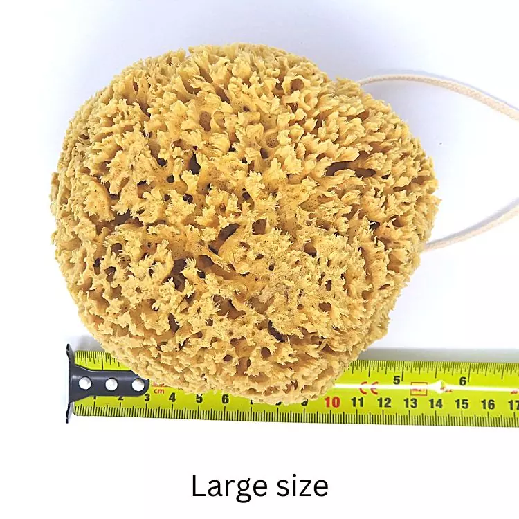 Honeycomb sea sponge value pack For the body Honeycomb sea sponge value pack For the body