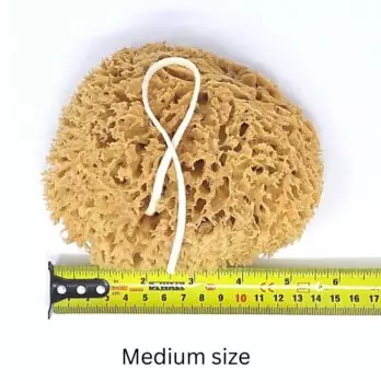 Honeycomb sea sponge value pack For the body