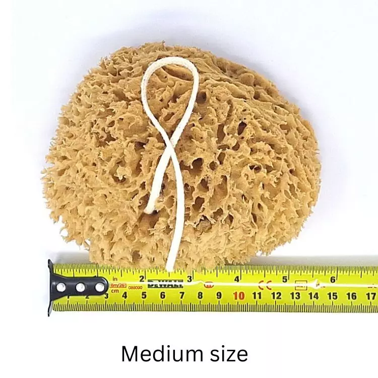 Honeycomb sea sponge value pack For the body Honeycomb sea sponge value pack For the body