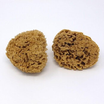 Baby bath natural sea sponge 2pk For the baby